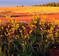 Royal Botanic Gardens Victoria Cranbourne - Attractions Perth