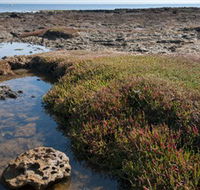 Ricketts Point Marine Sanctuary - Attractions Perth