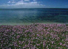 The Lakes National Park - Attractions Perth 0