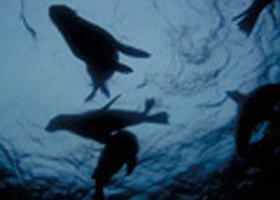 The Arches Marine Sanctuary - Attractions Perth 0