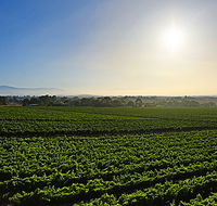 GREENSTONE VINEYARDS - Attractions Perth