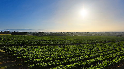 GREENSTONE VINEYARDS - Attractions Perth 0