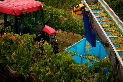 GREENSTONE VINEYARDS - Attractions Perth 3
