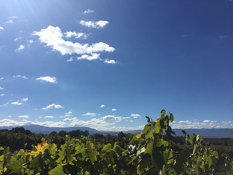 GREENSTONE VINEYARDS - Attractions Perth 5