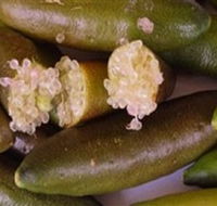 Sandy Creek Olives and Finger Limes - Attractions Perth