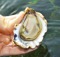 The Oyster Pot - Attractions Perth