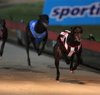 Dapto Dogs - Attractions Perth