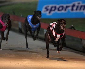 Dapto Dogs - Attractions Perth 0