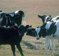 Bodalla Dairy Cheese Factory - Attractions Perth