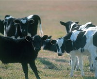 Bodalla Dairy Cheese Factory