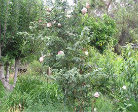 Tombstone Estate Vineyard - Attractions Perth 0
