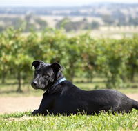 Moothi Estate Vineyard and Cellar Door - Attractions Perth