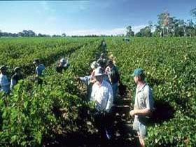 Padthaway Estate Winery - Attractions Perth 1