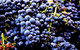 Nandroya Vineyard - thumb 0
