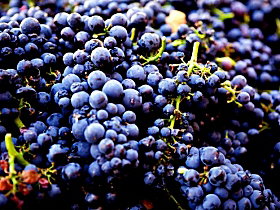 Nandroya Vineyard - Attractions Perth 0