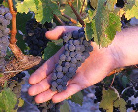Eagles Rise Wine - Attractions Perth 0