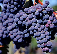 Morningside Vineyard