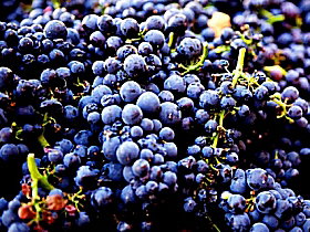 Tolpuddle Vineyard - Attractions Perth 0