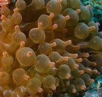 Coral Gardens Dive Site Mooloolaba - Attractions Perth