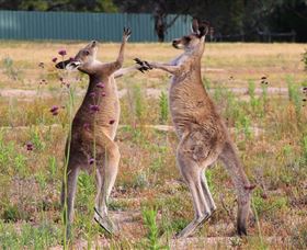 Inland Waters Holiday Parks Wyangala Waters - Attractions Perth 2