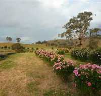 Damasque Rose Oil Farm - Attractions Perth