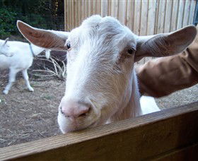Drysdale Cheeses - Attractions Perth 0