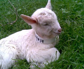 Drysdale Cheeses - Attractions Perth 12