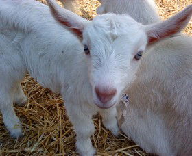 Drysdale Cheeses - Attractions Perth 14