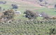 Wymah Organic Olives And Lambs - thumb 0