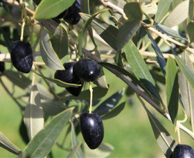 Wymah Organic Olives And Lambs - Attractions Perth 2