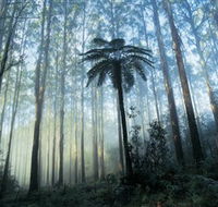 Yarra Ranges National Park - Attractions Perth