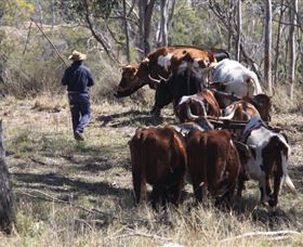 Gleneden Organic Farm And The Gleneden Bullock Team - Attractions Perth 1