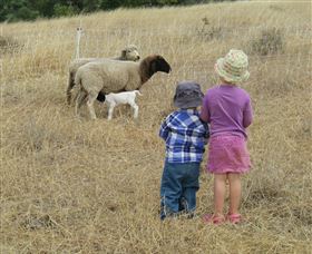 Gleneden Organic Farm And The Gleneden Bullock Team - Attractions Perth 3