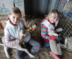 Bathurst Farm Experience - Attractions Perth 4