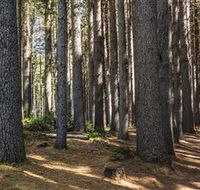 Sugarpine Walk - Attractions Perth