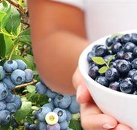 Jolly Berries - Attractions Perth