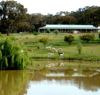 Clearview Alpacas - Attractions Perth