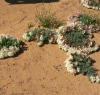 Coorow Wreath Flowers - Attractions Perth