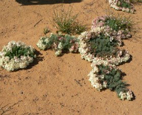 Coorow Wreath Flowers - Attractions Perth 0