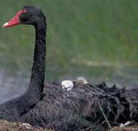 French Island Marine National Park - Attractions Perth