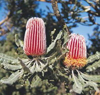 Coorow Wildflower Drive - Attractions Perth
