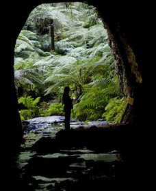Glow Worm Tunnel - Attractions Perth 2