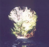 Glow Worm Tunnel - Attractions Perth