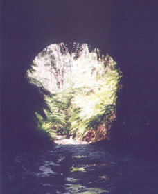 Glow Worm Tunnel - Attractions Perth 0