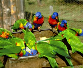 Canberra Walk In Aviary - Attractions Perth 1