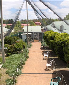 Canberra Walk In Aviary - Attractions Perth 3