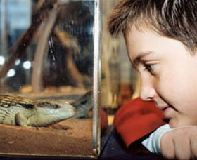 Canberra Reptile Zoo - Attractions Perth 0