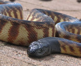Canberra Reptile Zoo - Attractions Perth 1