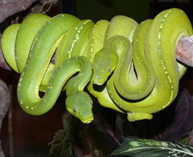Canberra Reptile Zoo - Attractions Perth 2