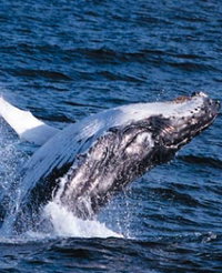Sydney Eco Whale Watching